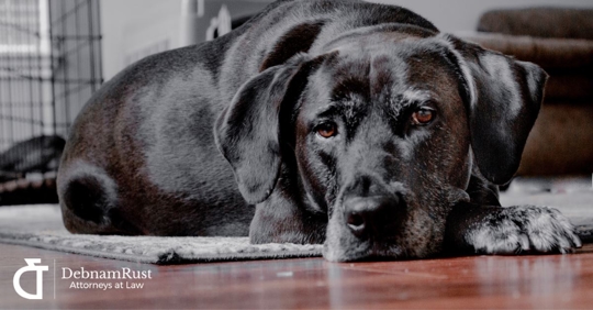 black dog laying on floor